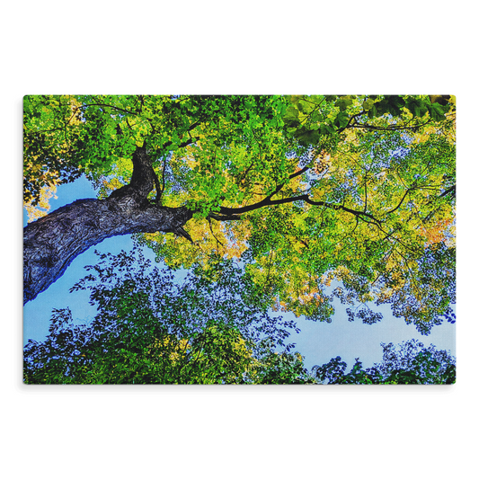 Arboreal Reach - Stretched Canvas